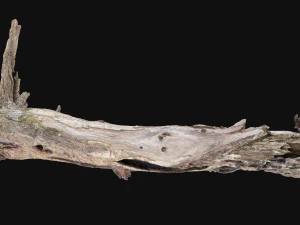 Dead old tree of the real world 3d scan 3D Model