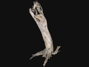 Dead old tree of the real world 3d scan 3D Модель