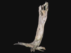 Dead old tree of the real world 3d scan 3D Model