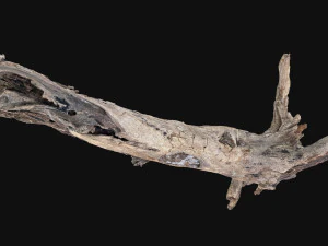 Dead old tree of the real world 3d scan 3D Model
