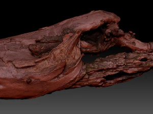 Dead old tree of the real world 3d scan 3D Model