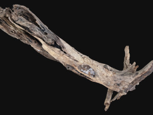 Dead old tree of the real world 3d scan 3D Модель