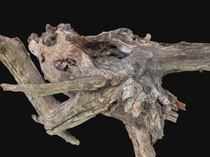 Dead old tree of the real world 3d scan 3D Модель