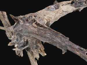 Dead old tree of the real world 3d scan 3D Модель