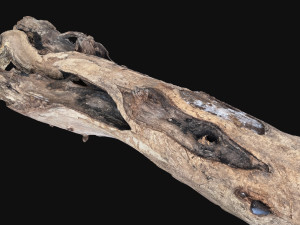 Dead old tree of the real world 3d scan 3D Модель