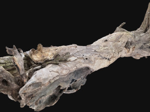 Dead old tree of the real world 3d scan 3D Модель