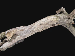 Dead old tree of the real world 3d scan 3D Model