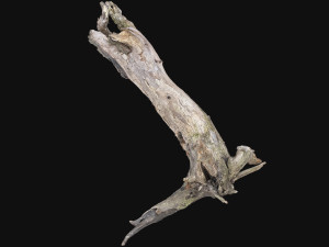 Dead old tree of the real world 3d scan 3D Модель