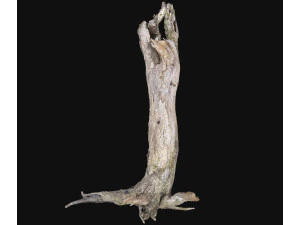 Dead old tree of the real world 3d scan 3D Model