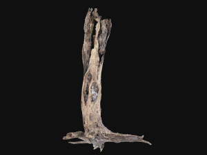 Dead old tree of the real world 3d scan 3D Model