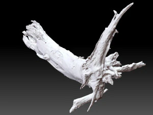 Dead old tree of the real world 3d scan 3D Model