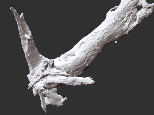 Dead old tree of the real world 3d scan 3D Модель