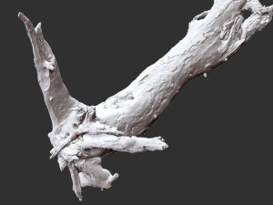 Dead old tree of the real world 3d scan 3D Model