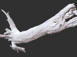 Dead old tree of the real world 3d scan 3D Модель