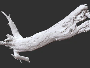 Dead old tree of the real world 3d scan 3D Model