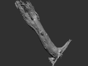 Dead old tree of the real world 3d scan 3D Model