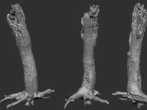 Dead old tree of the real world 3d scan 3D Model