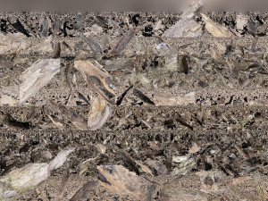 Dead old tree of the real world 3d scan 3D Модель