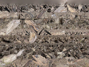 Dead old tree of the real world 3d scan 3D Model