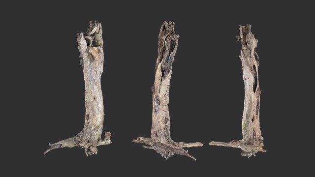 Dead old tree of the real world 3d scan 3D Модель .c4d .max .obj .3ds .fbx .stl .blend 