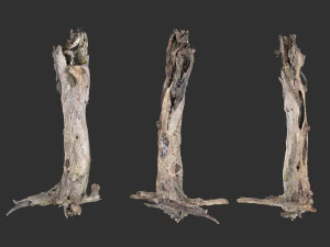 Velha &aacute;rvore morta da digitaliza&ccedil;&atilde;o 3D do mundo real Modelo 3D