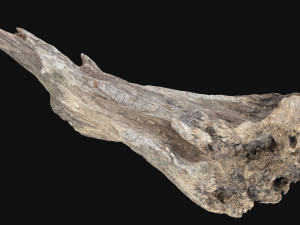 Dead Tree Root 3D Scan in highpoly 3D Model