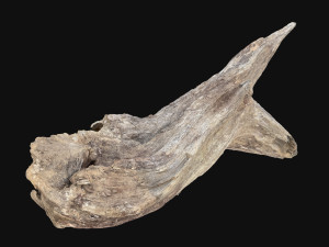 Dead Tree Root 3D Scan in highpoly 3D Model
