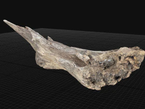 Dead Tree Root 3D Scan in highpoly 3D Model