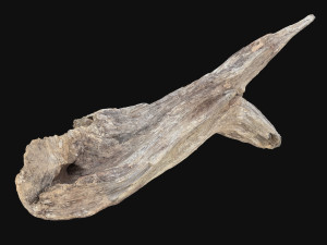 Dead Tree Root 3D Scan in highpoly 3D Model