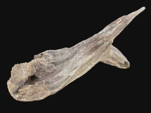 Dead Tree Root 3D Scan in highpoly 3D Model