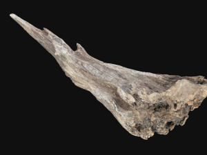 Dead Tree Root 3D Scan in highpoly 3D Model
