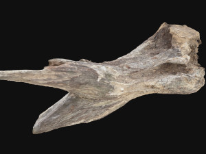 Dead Tree Root 3D Scan in highpoly 3D Model