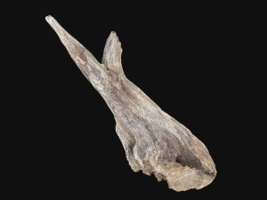 Dead Tree Root 3D Scan in highpoly 3D Model