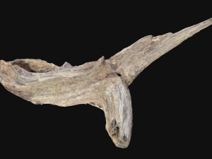 Dead Tree Root 3D Scan in highpoly 3D Model