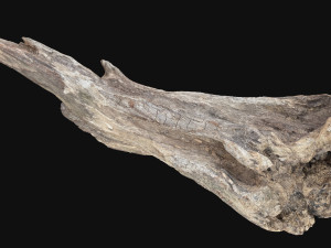 Dead Tree Root 3D Scan in highpoly 3D Model