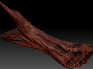 Dead Tree Root 3D Scan in highpoly 3D Model