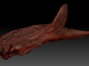 Dead Tree Root 3D Scan in highpoly 3D Model