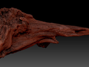 Dead Tree Root 3D Scan in highpoly 3D Model