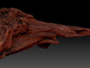 Dead Tree Root 3D Scan in highpoly 3D Model