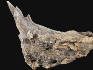 Dead Tree Root 3D Scan in highpoly 3D Model