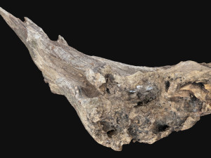 Dead Tree Root 3D Scan in highpoly 3D Model