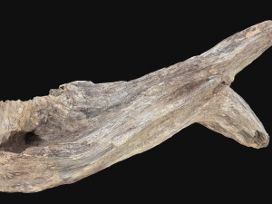Dead Tree Root 3D Scan in highpoly 3D Model