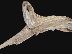 Dead Tree Root 3D Scan in highpoly 3D Model