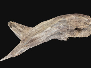 Dead Tree Root 3D Scan in highpoly 3D Model