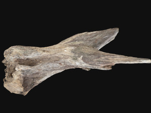 Dead Tree Root 3D Scan in highpoly 3D Model