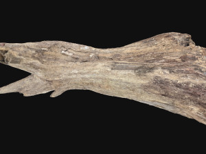 Dead Tree Root 3D Scan in highpoly 3D Model