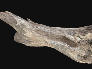 Dead Tree Root 3D Scan in highpoly 3D Model