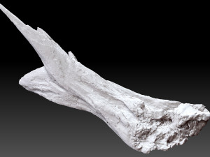 Dead Tree Root 3D Scan in highpoly 3D Model