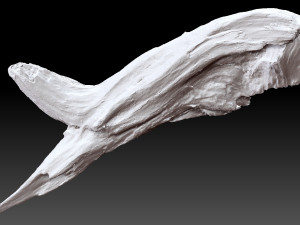 Dead Tree Root 3D Scan in highpoly 3D Model