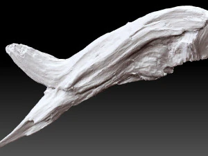 Dead Tree Root 3D Scan in highpoly 3D Model